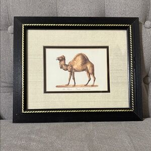 8”X10” framed Das Kameel Camelus Dromedarius Print